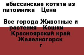 абиссинские котята из питомника › Цена ­ 15 000 - Все города Животные и растения » Кошки   . Красноярский край,Железногорск г.